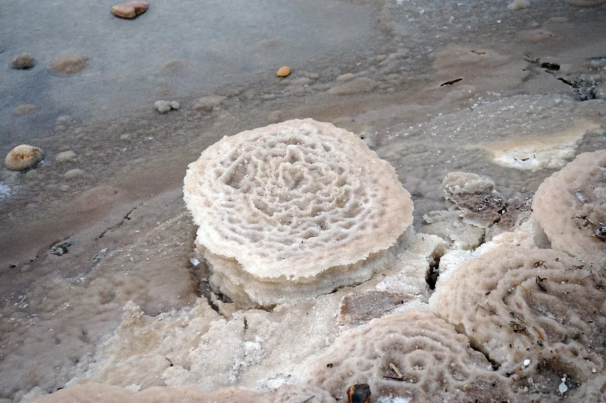 A salt formation in the shallows, a reason to wear water shoes on Dead Sea tours